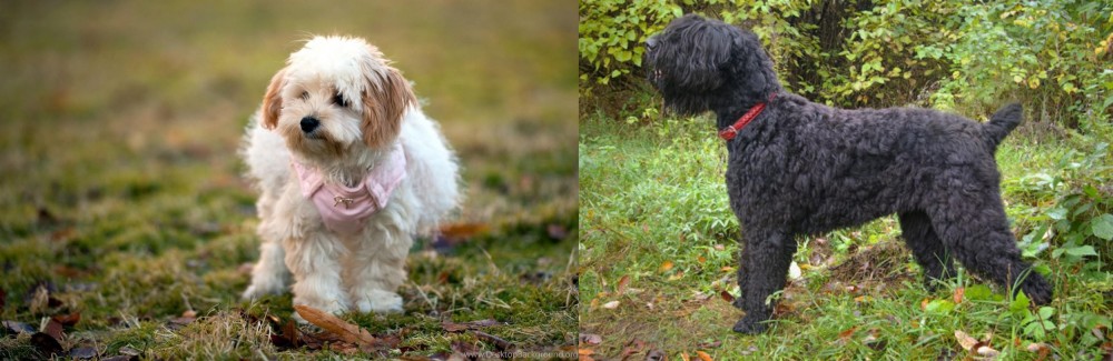 Black Russian Terrier vs West Highland White Terrier - Breed Comparison