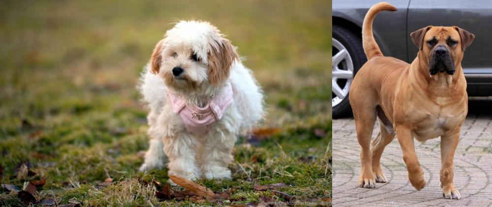 Boerboel vs West Highland White Terrier - Breed Comparison
