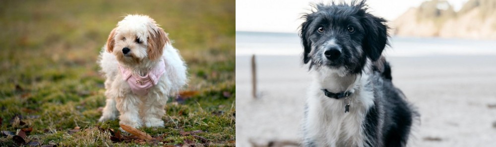 Bordoodle vs West Highland White Terrier - Breed Comparison