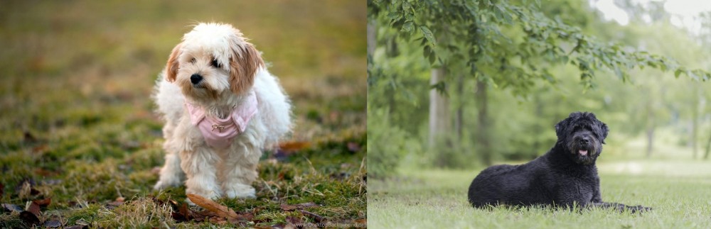 Bouvier des Flandres vs West Highland White Terrier - Breed Comparison