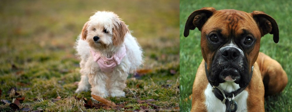 Boxer vs West Highland White Terrier - Breed Comparison