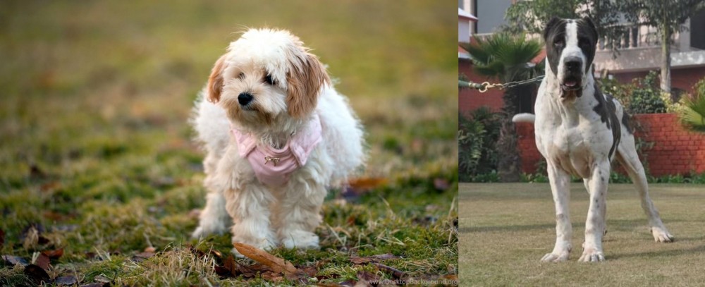 Bully Kutta vs West Highland White Terrier - Breed Comparison