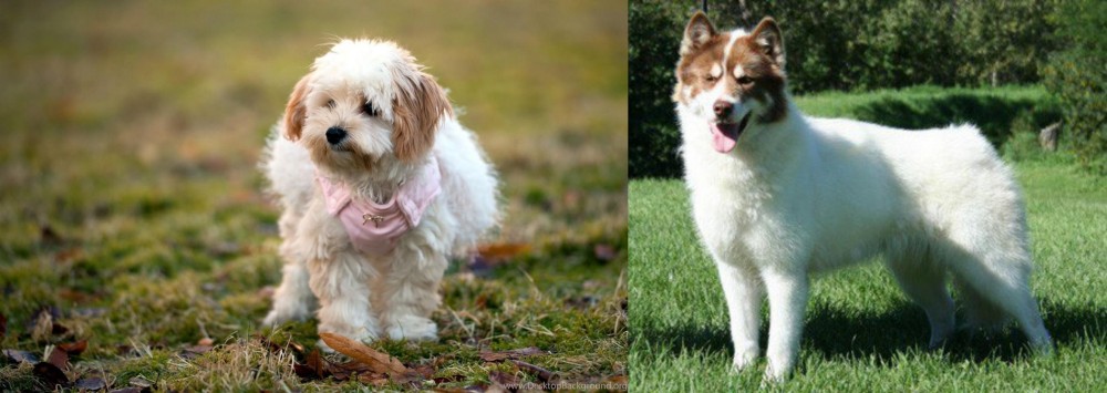 Canadian Eskimo Dog vs West Highland White Terrier - Breed Comparison