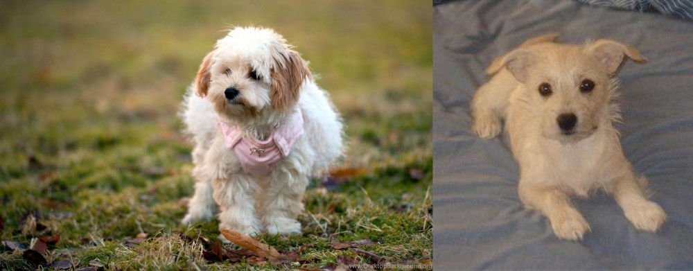 Chipoo vs West Highland White Terrier - Breed Comparison