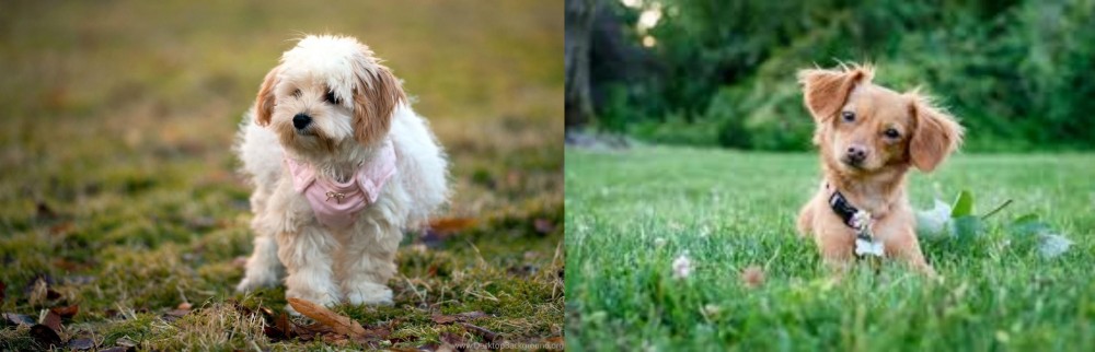 Chiweenie vs West Highland White Terrier - Breed Comparison