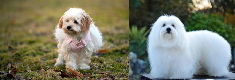 Coton De Tulear vs West Highland White Terrier - Breed Comparison