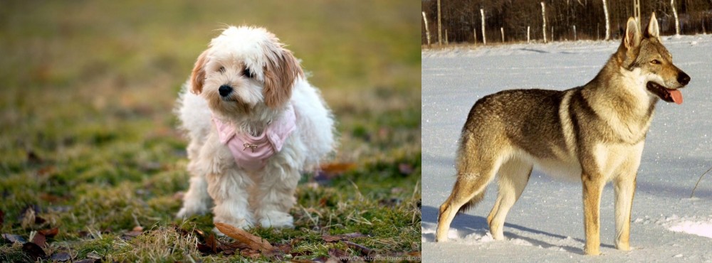 Czechoslovakian Wolfdog vs West Highland White Terrier - Breed Comparison