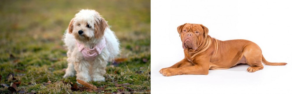 Dogue De Bordeaux vs West Highland White Terrier - Breed Comparison
