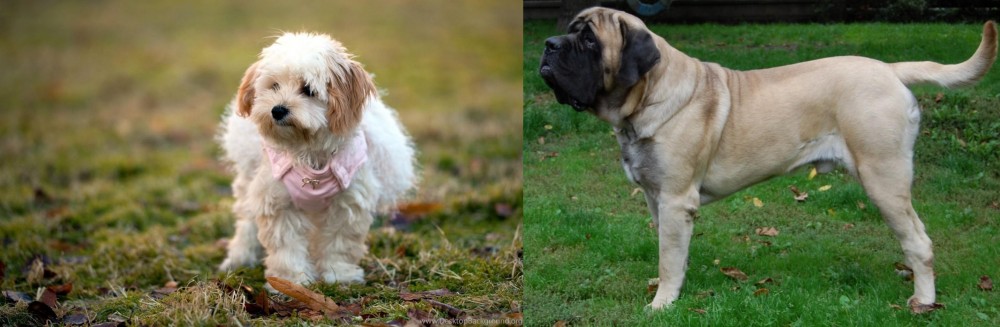 English Mastiff vs West Highland White Terrier - Breed Comparison