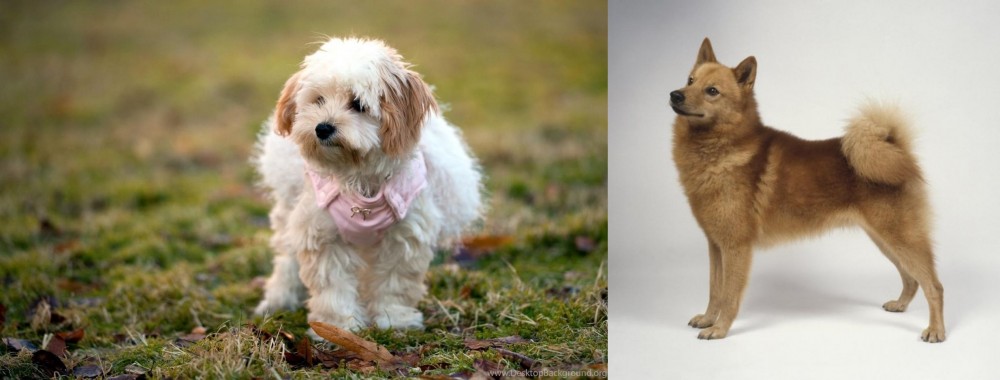 Finnish Spitz vs West Highland White Terrier - Breed Comparison