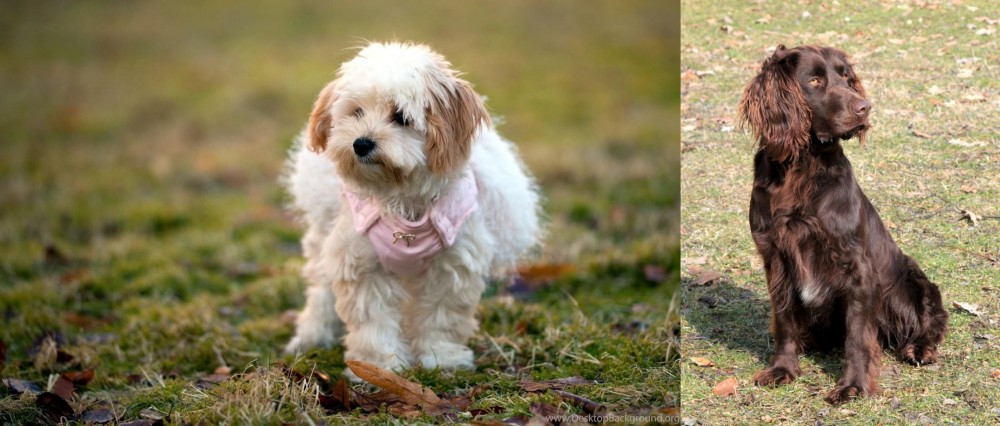 German Spaniel vs West Highland White Terrier - Breed Comparison