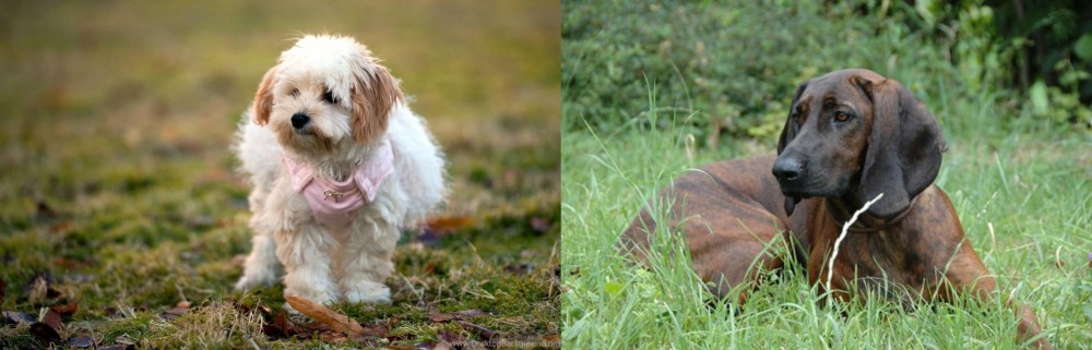Hanover Hound vs West Highland White Terrier - Breed Comparison