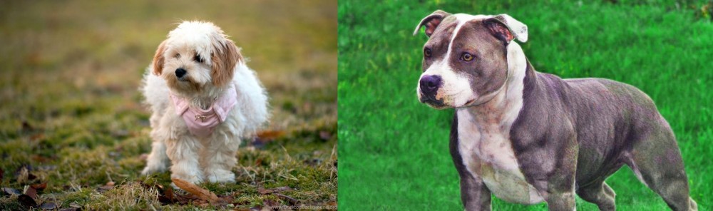 Irish Staffordshire Bull Terrier vs West Highland White Terrier - Breed Comparison
