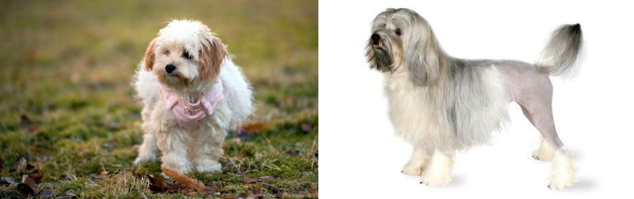 Lowchen vs West Highland White Terrier - Breed Comparison