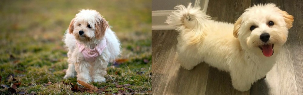 Maltipoo vs West Highland White Terrier - Breed Comparison