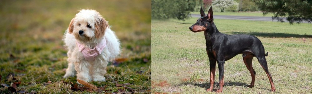 Manchester Terrier vs West Highland White Terrier - Breed Comparison