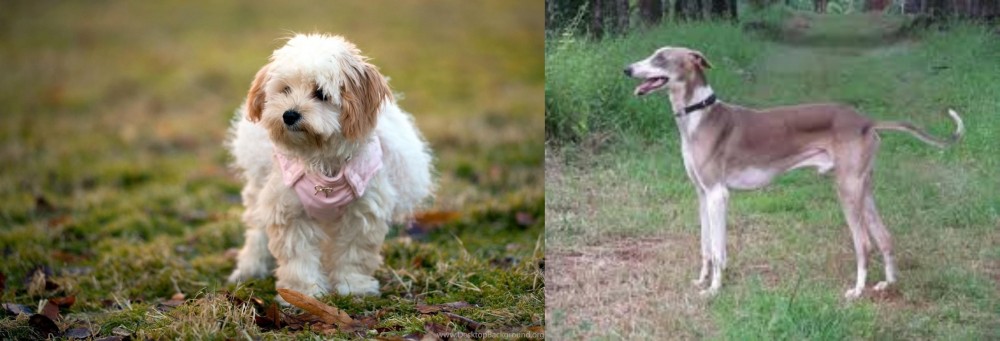 Mudhol Hound vs West Highland White Terrier - Breed Comparison