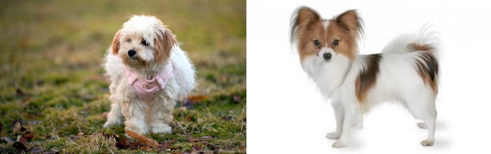 Papillon vs West Highland White Terrier - Breed Comparison