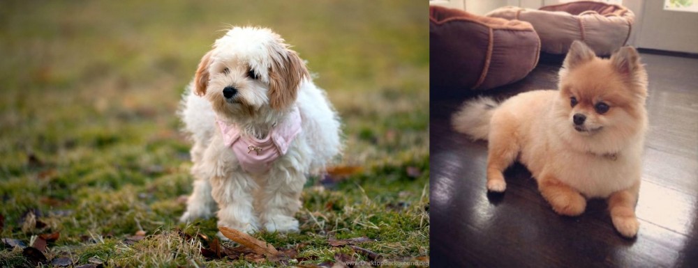 Pomeranian vs West Highland White Terrier - Breed Comparison