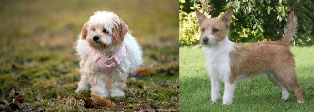 Portuguese Podengo vs West Highland White Terrier - Breed Comparison