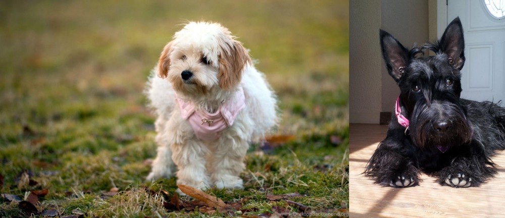 Scottish Terrier vs West Highland White Terrier - Breed Comparison