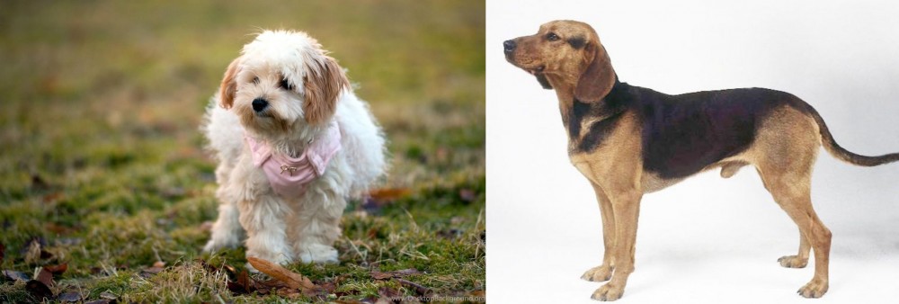 Serbian Hound vs West Highland White Terrier - Breed Comparison