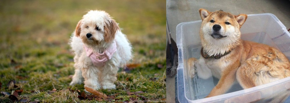 Shiba Inu vs West Highland White Terrier - Breed Comparison