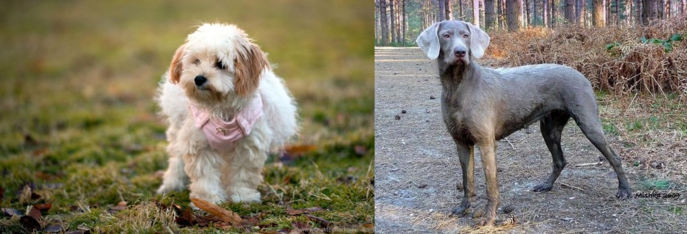 Slovensky Hrubosrsty Stavac vs West Highland White Terrier - Breed Comparison