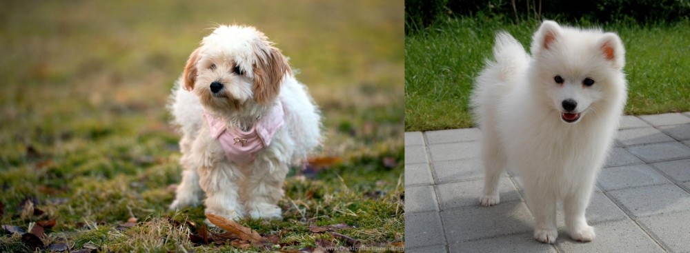 Spitz vs West Highland White Terrier - Breed Comparison