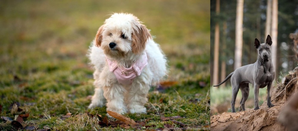 Thai Ridgeback vs West Highland White Terrier - Breed Comparison