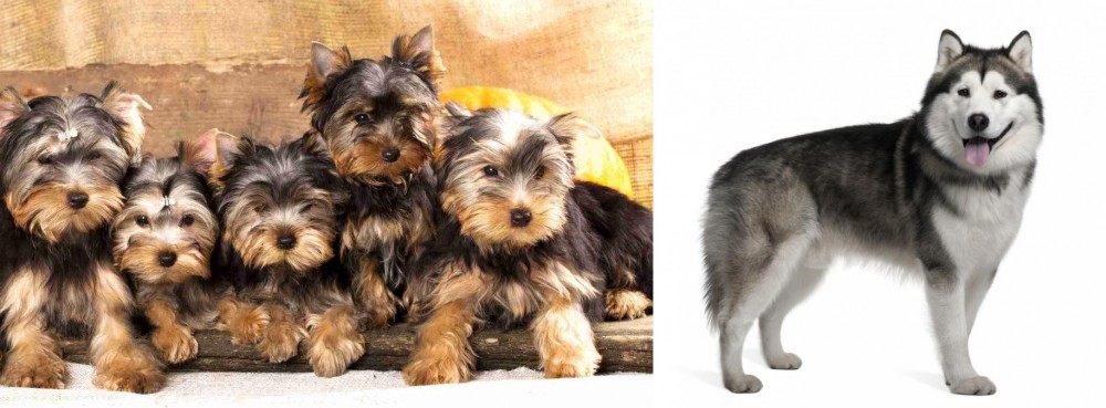 Alaskan Malamute vs Yorkshire Terrier - Breed Comparison