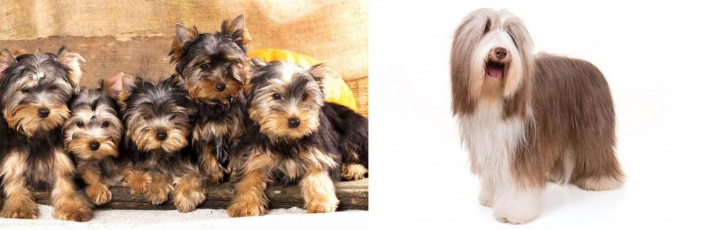 Bearded Collie vs Yorkshire Terrier - Breed Comparison