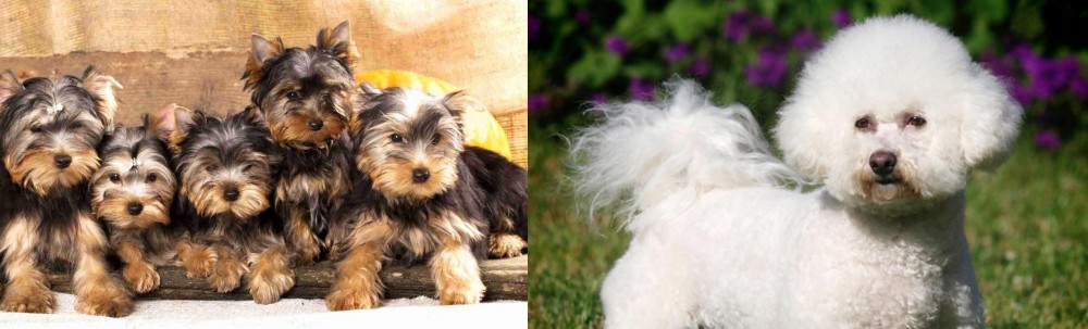 Bichon Frise vs Yorkshire Terrier - Breed Comparison