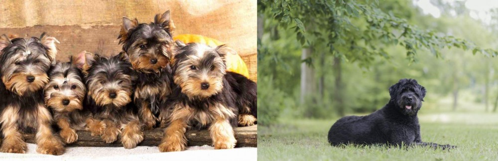 Bouvier des Flandres vs Yorkshire Terrier - Breed Comparison