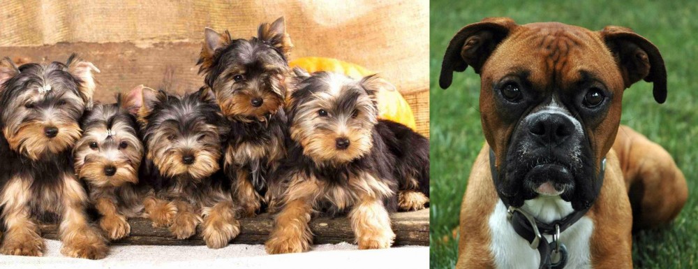 Boxer vs Yorkshire Terrier - Breed Comparison