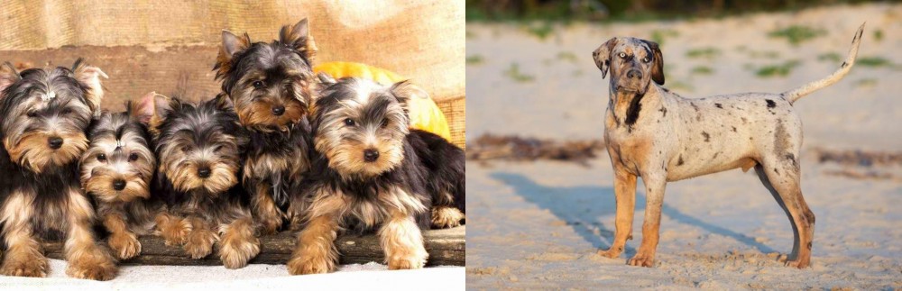 Catahoula Cur vs Yorkshire Terrier - Breed Comparison