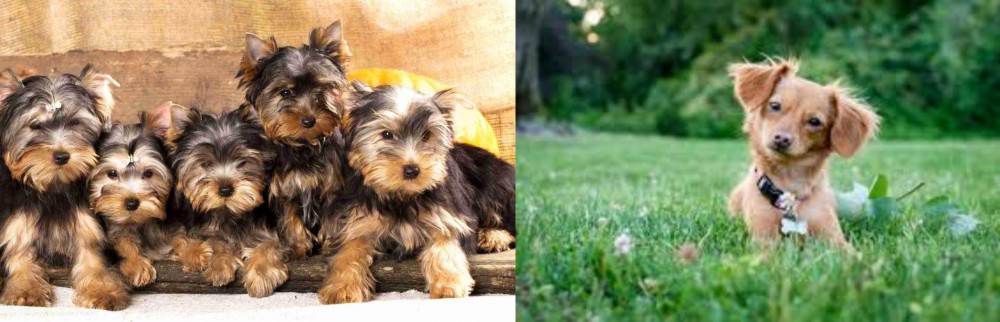 Chiweenie vs Yorkshire Terrier - Breed Comparison