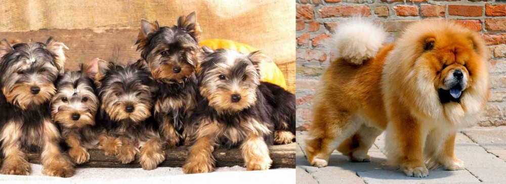 Chow Chow vs Yorkshire Terrier - Breed Comparison