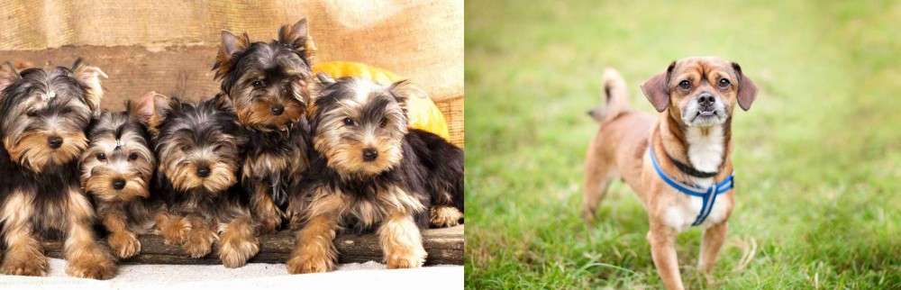 Chug vs Yorkshire Terrier - Breed Comparison