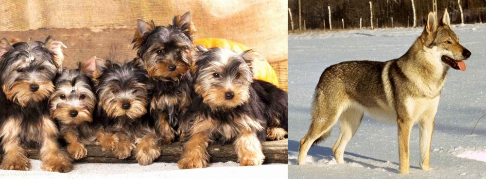 Czechoslovakian Wolfdog vs Yorkshire Terrier - Breed Comparison