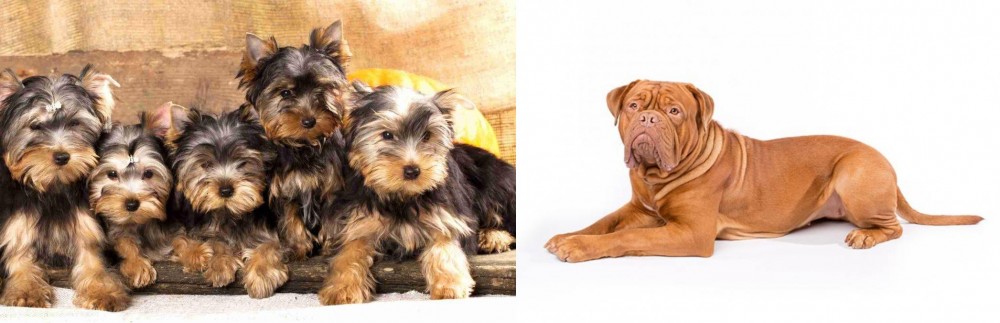 Dogue De Bordeaux vs Yorkshire Terrier - Breed Comparison