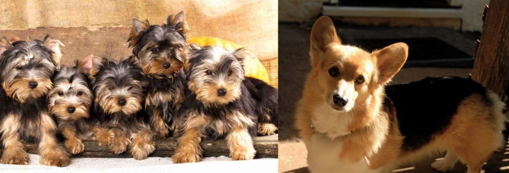 Dorgi vs Yorkshire Terrier - Breed Comparison