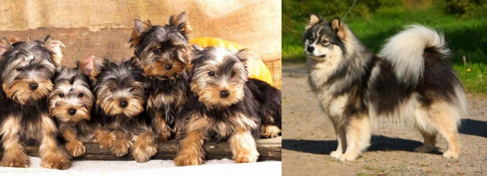 Finnish Lapphund vs Yorkshire Terrier - Breed Comparison
