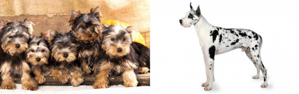 Great Dane vs Yorkshire Terrier - Breed Comparison