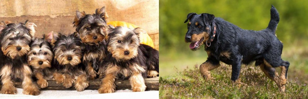Jagdterrier vs Yorkshire Terrier - Breed Comparison