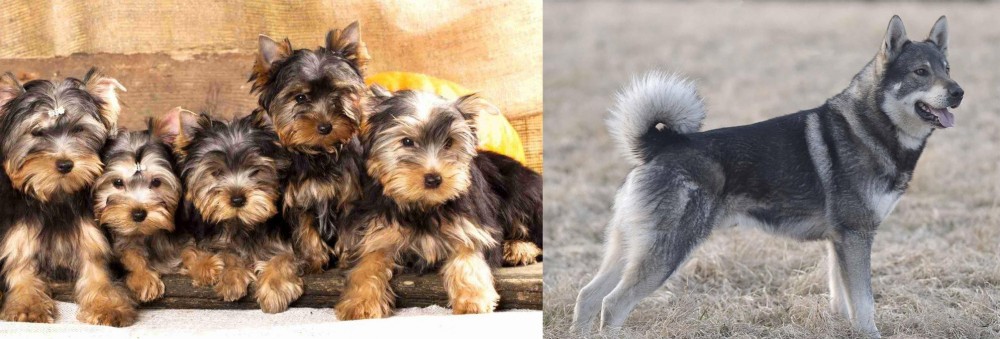 Jamthund vs Yorkshire Terrier - Breed Comparison