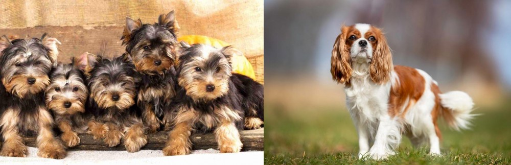 King Charles Spaniel vs Yorkshire Terrier - Breed Comparison