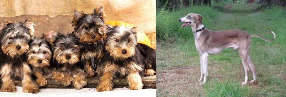 Mudhol Hound vs Yorkshire Terrier - Breed Comparison