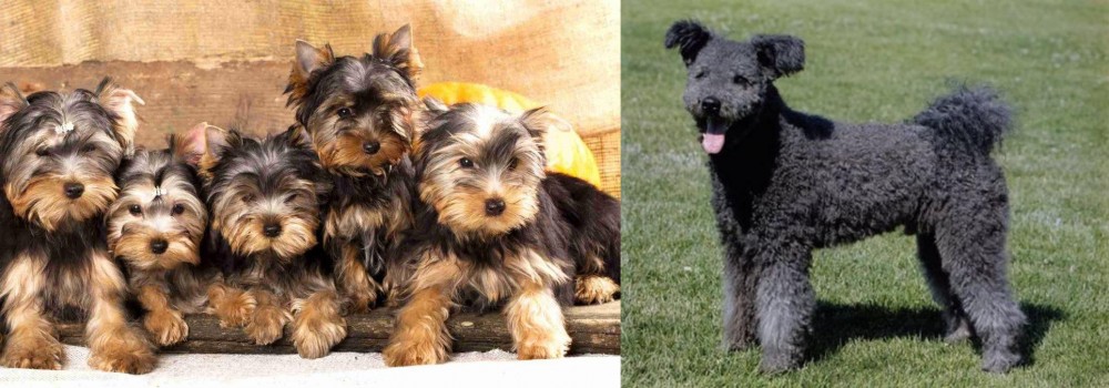 Pumi vs Yorkshire Terrier - Breed Comparison