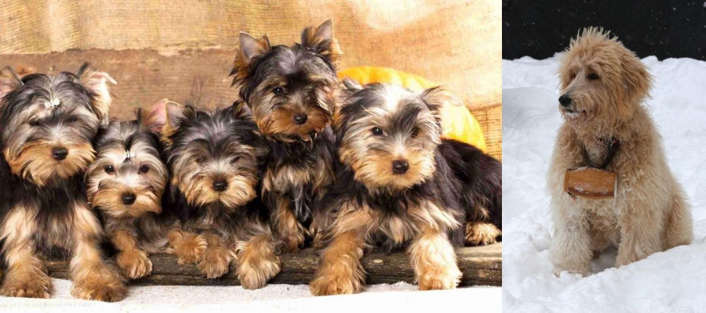 Pyredoodle vs Yorkshire Terrier - Breed Comparison